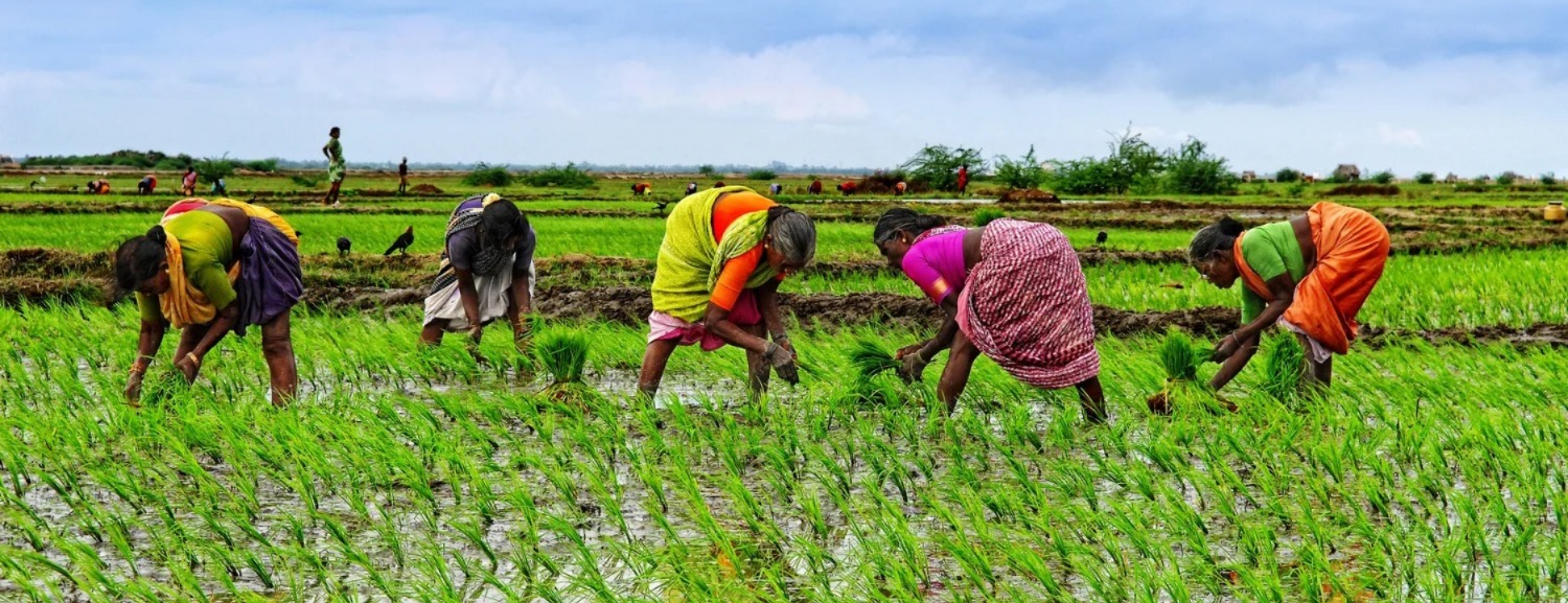 Sustainable Farming